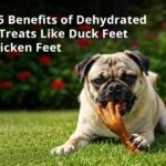 duck feet dog treats dog treats dog treats india rabbit foot dog treat dehydrated chicken feet for dogs