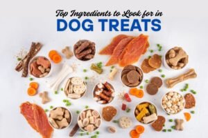 dog treats