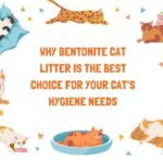 Bentonite cat litter in a clean litter box, the best choice for your cat’s hygiene needs
