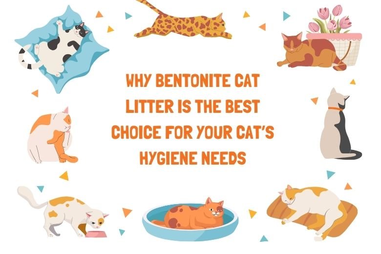 Bentonite cat litter in a clean litter box, the best choice for your cat’s hygiene needs