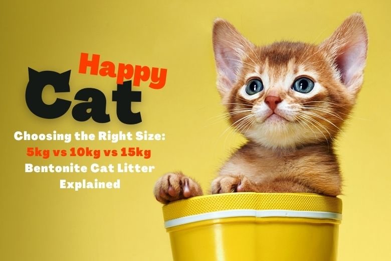 Bentonite cat litter bags (5kg vs 10kg vs 15kg) in a cozy living room with a happy cat