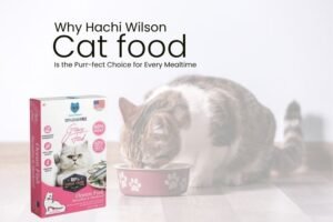 cat food, premium cat food, feline nutrition, Hachi Wilson, cat health